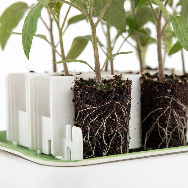 Aperçu des racines de jeunes plants cultivés dans un kit Germie posé sur son plateau en bambou