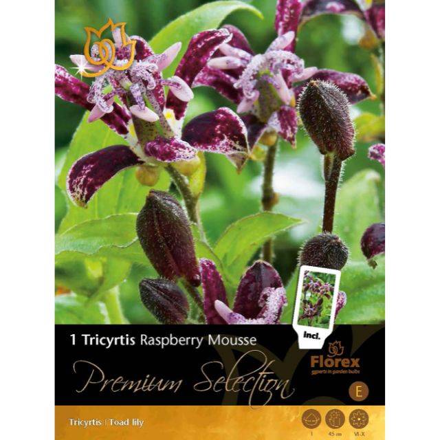 Tricyrtis Raspberry Mousse
