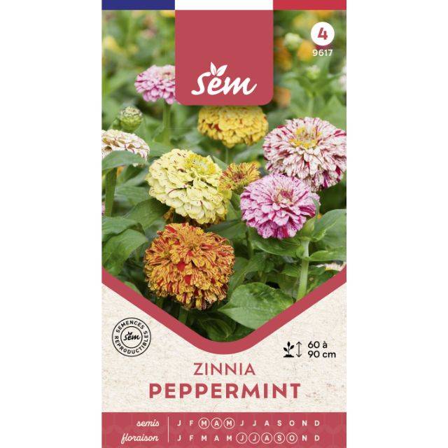 Zinnia Peppermint