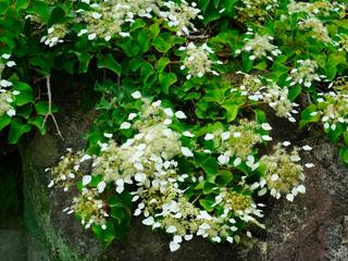 Schizophragma Hydrangeoides