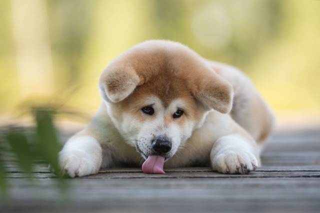 Chiot akita