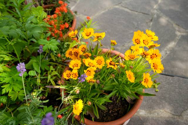 Coréopsis en pot