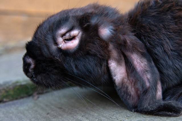 Gonflement du museau, blépharite et plaques sur les oreilles chez un lapin atteint de myxomatose