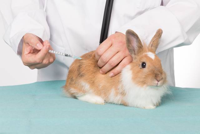 Vaccination d'un lapin