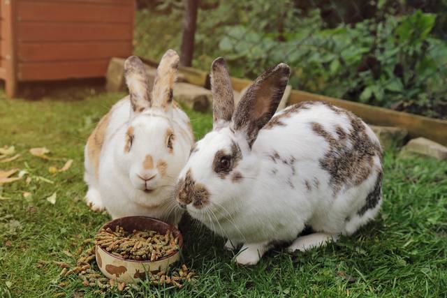 Lapins dans enclos extérieur mangeant des granulés