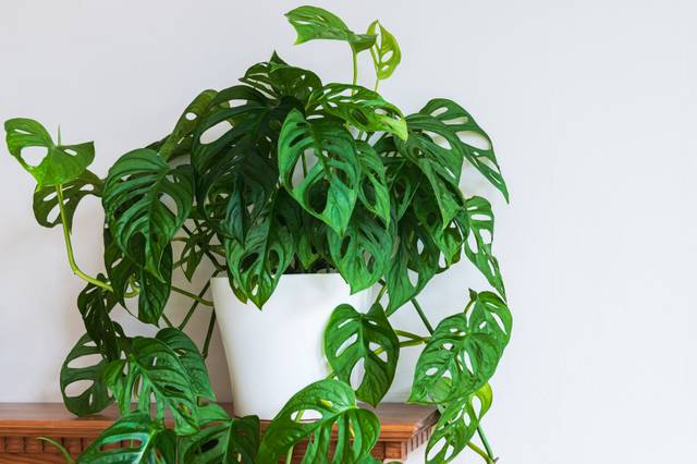 Monstera adansonii sur une étagère