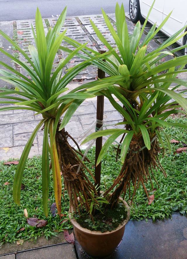 Pandanus amaryllifolius plus âgé, en pot (racines échasses)