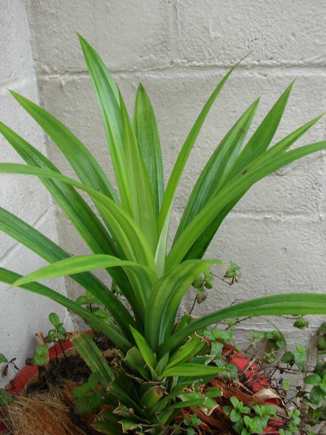 Pandanus amaryllifolius en pot