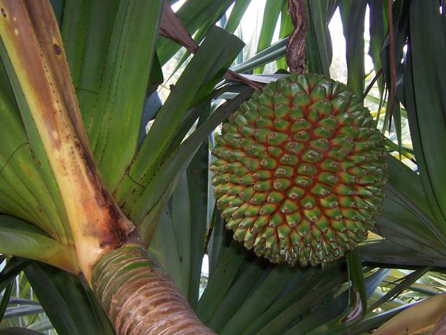 Fruit de pandanus utilis