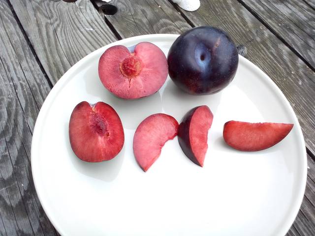 Pluots (plumcot)
