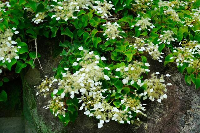 Schizophragma Hydrangeoides
