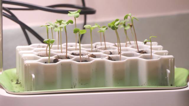 Semis de radis au chaud après 5 jours