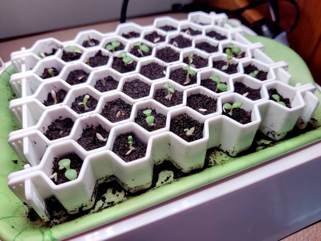 Semis de salades avec tapis chauffant après 72h