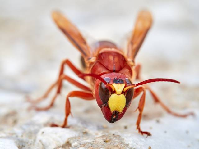 Frelon oriental (Vespa orientalis)