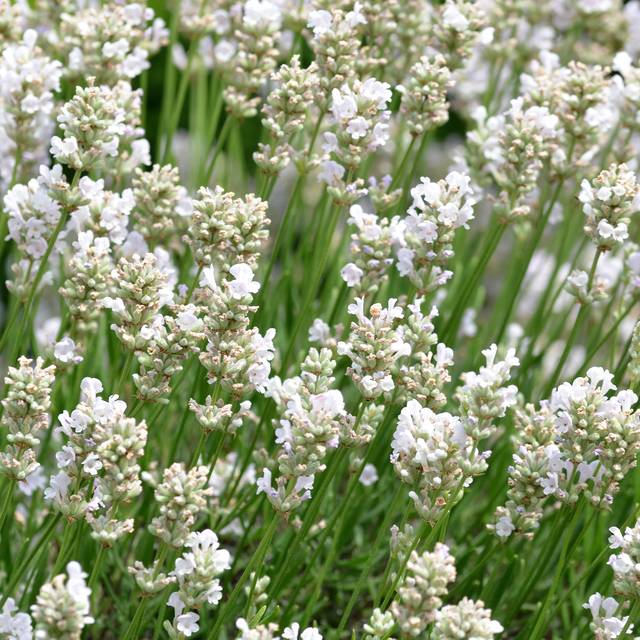Lavande officinale blanche - Lavandula angustifolia 'Alba' (Buendia22 / wikimedia.org)