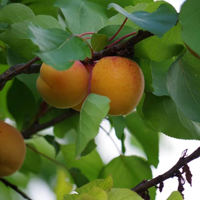 Abricotier 'Rustique des Pyrénées' (Andrea / Pixabay)