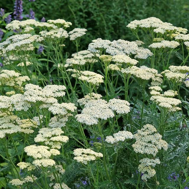 Achillée 'Credo' - Achillea  (Alexandra / Adobe Stock)
