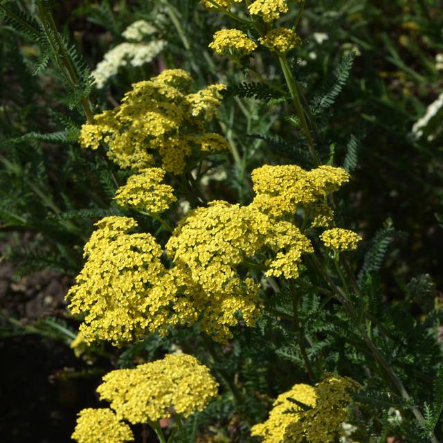 Achillée 'Credo' - Achillea  (Peter Oetelshofen / Adobe Stock)