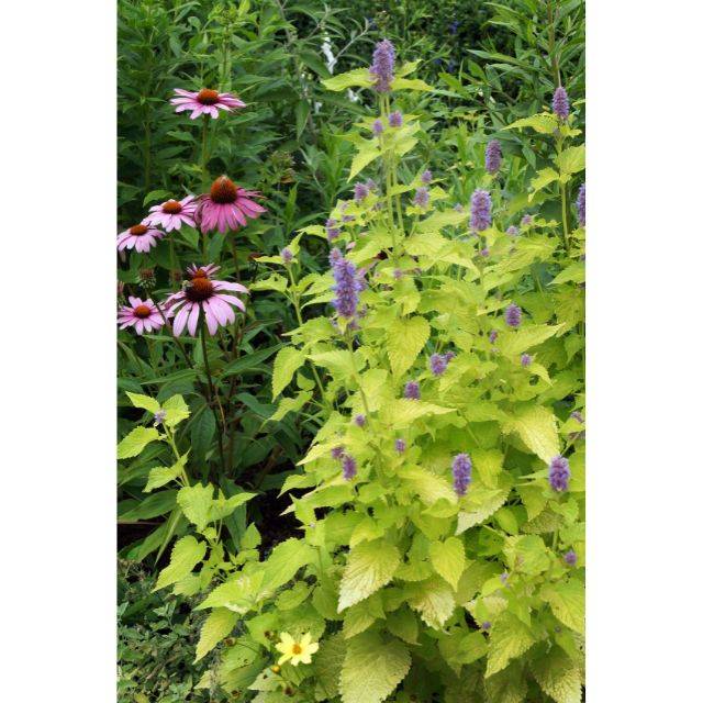 Agastache rugosa 'Golden Jubilee' (Nancy J. Ondra / Adobe Stock)