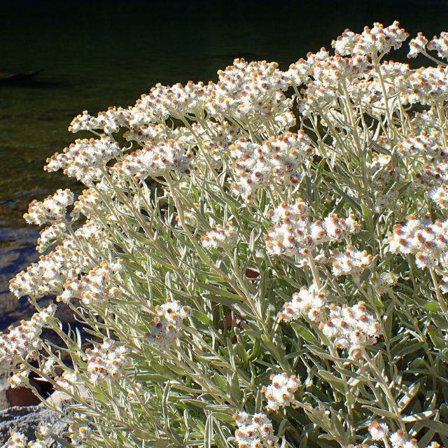 Anaphalis margaritacea - Immortelle de Virginie (Krzysztof Ziarnek, Kenraiz / wikimedia.org)