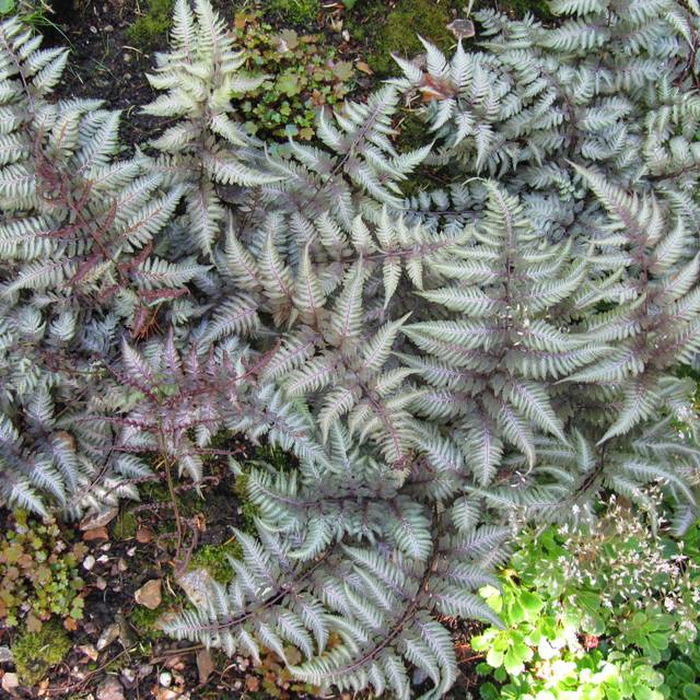 Athyrium niponicum var. pictum (Fougère femelle) (Leonora (Ellie) Enking / flickr.com)