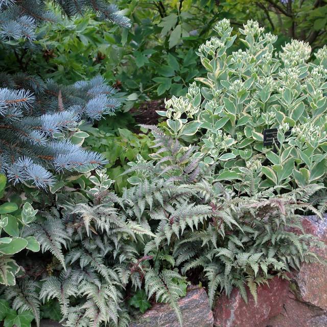 Athyrium niponicum var. pictum (Fougère femelle) (cultivar413 / wikimedia.org)