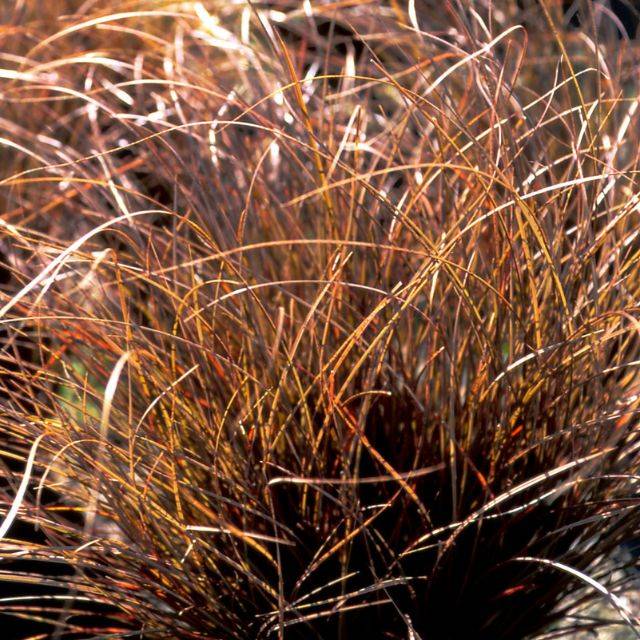 Carex comans 'Kupferflamme' (Pépinières Lepage)