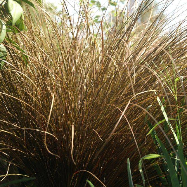 Carex comans 'Milk Chocolate' (Pépinières Lepage)