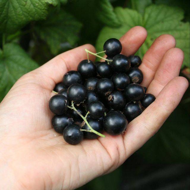 Cassissier Little Black Sugar® (Ribes nigrum) (Lubera)