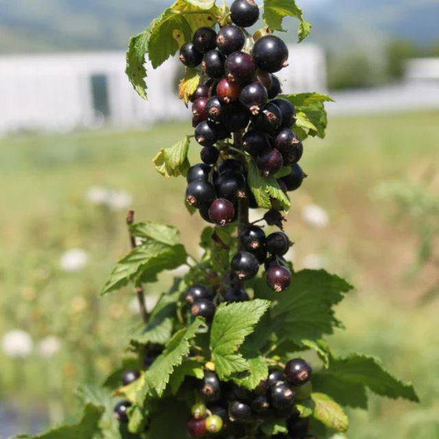 Cassissier Little Black Sugar® (Ribes nigrum) (Lubera)