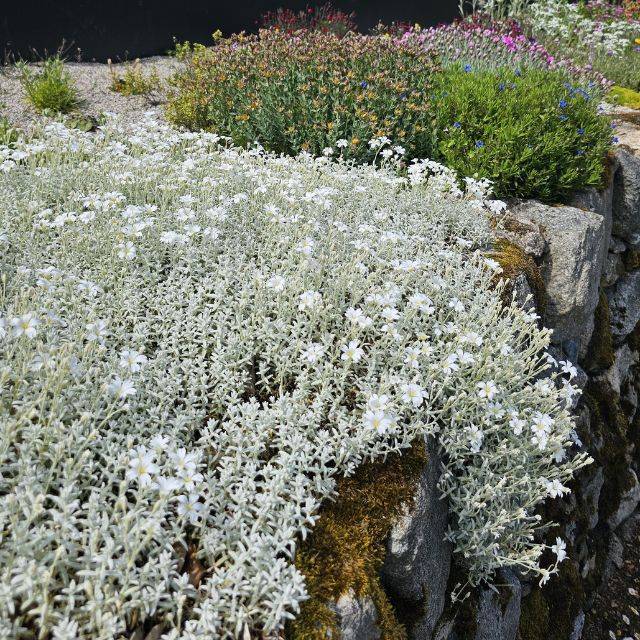 Cerastium tomentosum var. columnae (Pépinières Lepage)