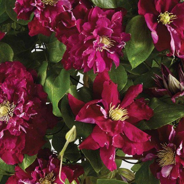 Clématite Charmaine™ 'Evipo022' (D.R. / ©Pépinières Travers)