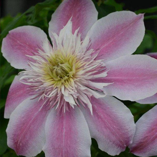 Clématite Empress™ 'Evipo 011' (D.R. / ©Pépinières Travers)