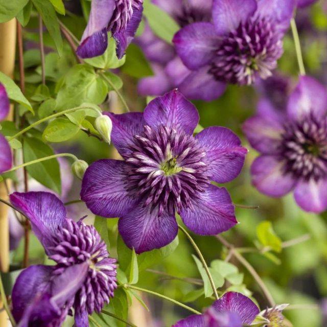 Clématite florida Welcome Home® 'Zo24025' (D.R. / ©Pépinières Travers)
