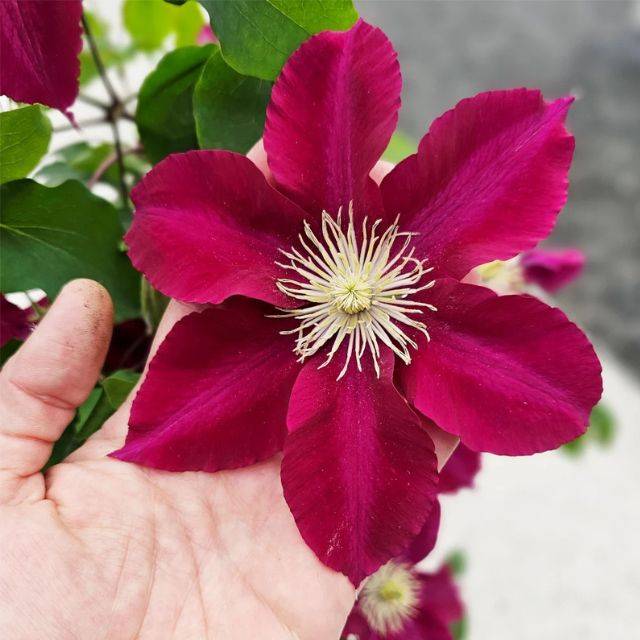 Clématite Elpis™ 'EviGsy154' (D.R. / ©Pépinières Travers)