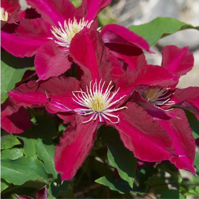 Clématite Elpis™ 'EviGsy154' (D.R. / ©Pépinières Travers)