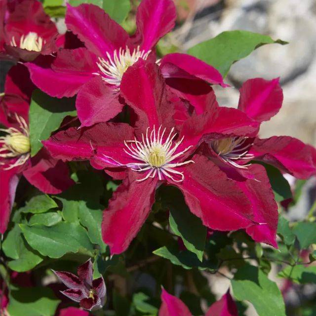 Clématite Elpis™ 'EviGsy154' (D.R. / ©Pépinières Travers)