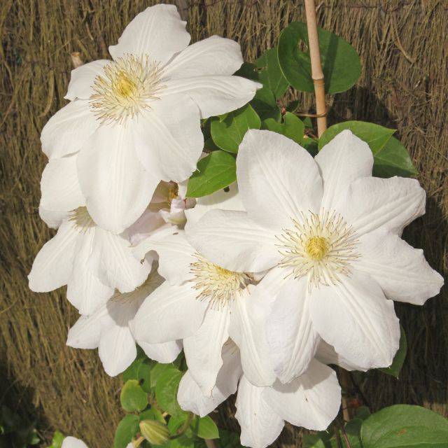 Clématite Guernsey Cream (Clematis) - Fleurs (hcast / Adobe Stock)