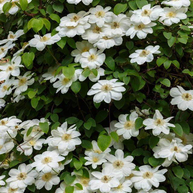 Clématite Guernsey Cream (Clematis) - En situation (Flower_Garden / Adoeb Stock)