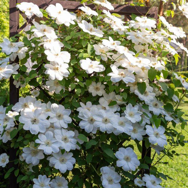 Clématite Guernsey Cream (Clematis) - En situation (Olga Ionina / Adobe Stock)