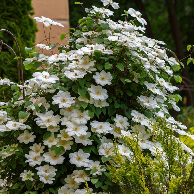 Clématite Guernsey Cream (Clematis) - En situation (Flower_Garden / Adobe Stock)