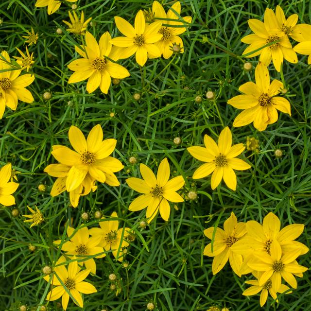 Coreopsis verticillata 'Zagreb' ( F. D. Richards / flickr.com/)