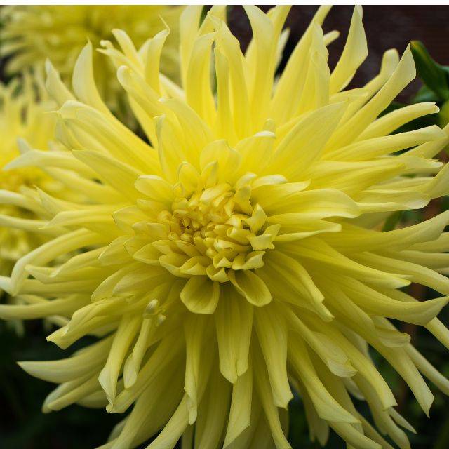 Dahlia cactus Yellow Star (FrontlitPhotography / Adobe Stock)