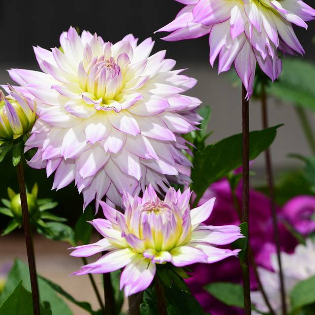 Dahlia décoratif Crazy Love (Nikongal/Wirestock / Adobe Stock)
