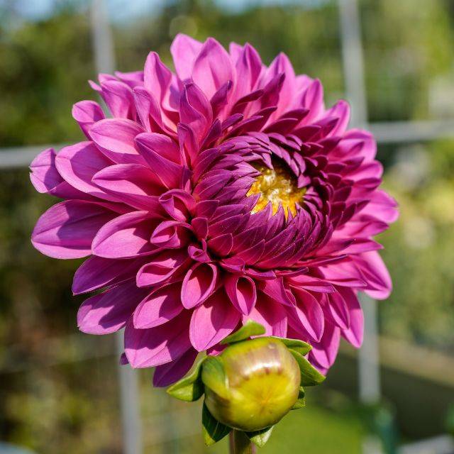 Dahlia décoratif Lucky Number (Kathy / Adobe Stock)