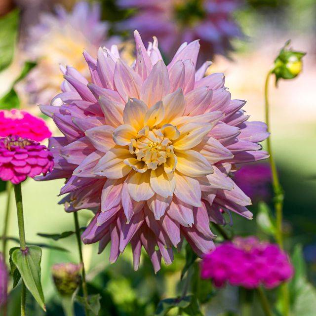 Dahlia décoratif Luka Johanna (Yan / Adobe Stock)
