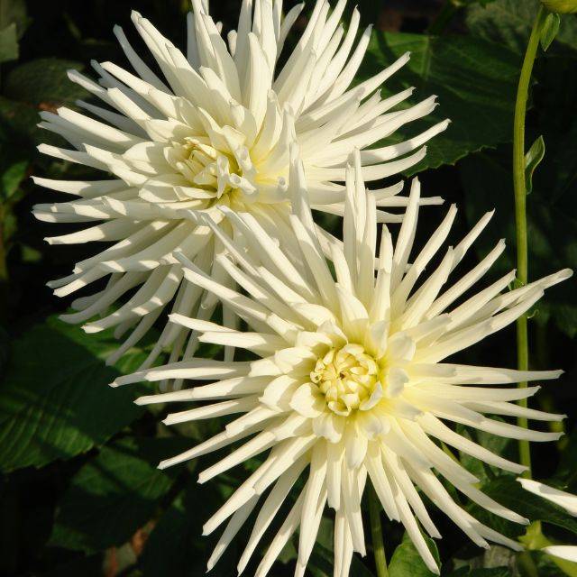 Dahlia cactus nain Playa Blanca (prambuwesas / Adobe Stock)