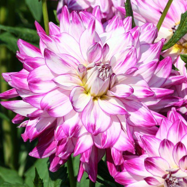 Dahlia décoratif Who Dun It  (EvaHeaven2018 / Adobe Stock)