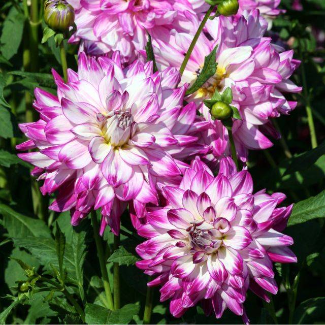 Dahlia décoratif Who Dun It  (EvaHeaven2018 / Adobe Stock)