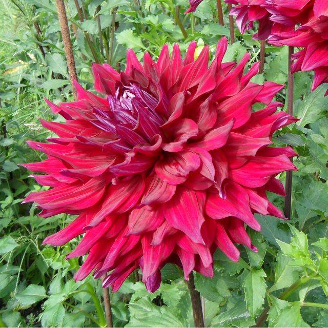 Dahlia décoratif Zorro (F.D. Richards / flickr.com)